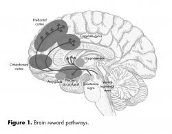 Brain reward pathways.
