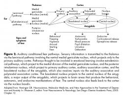 Auditory conditioned fear pathways.